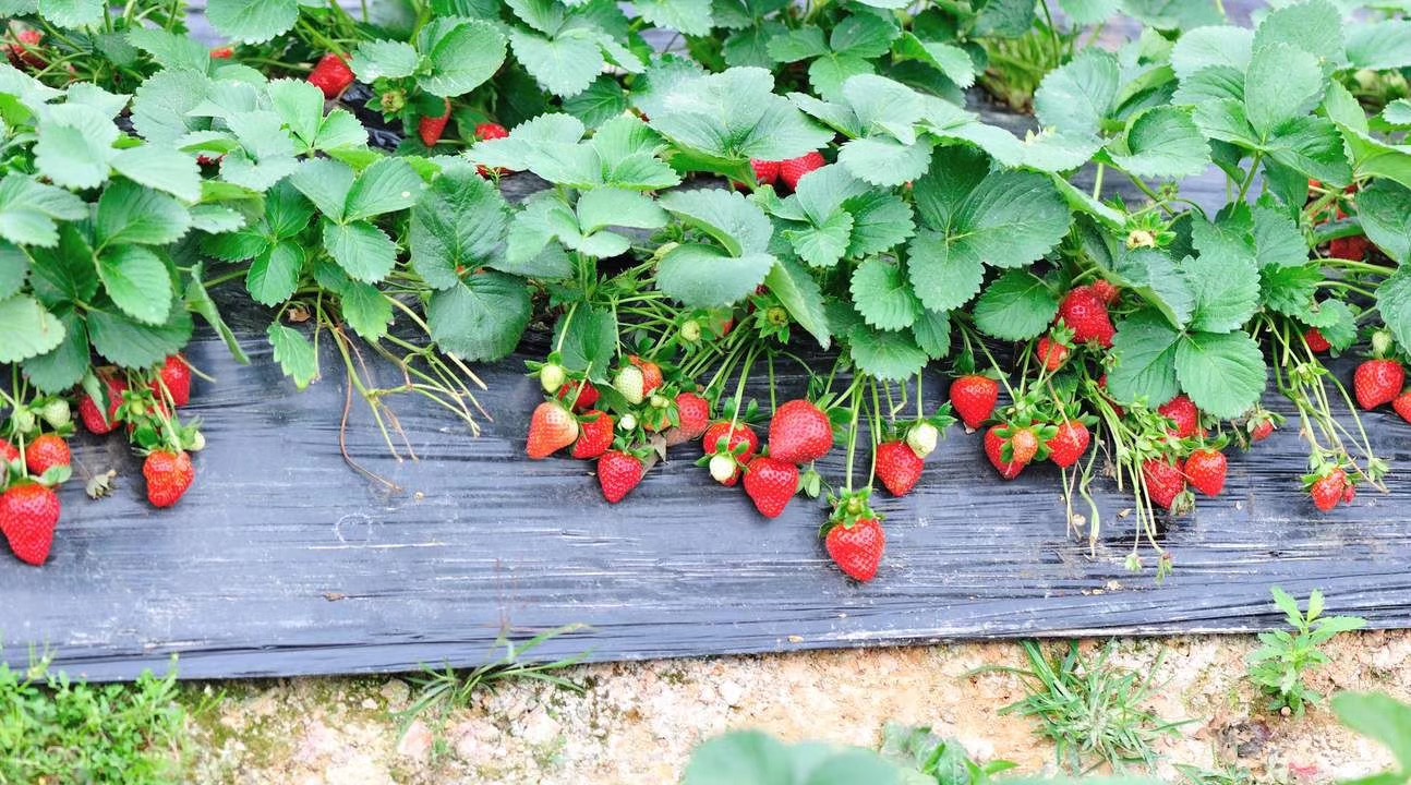 "天使美莓"颜值与实力并存的背后,是坚定不移的标准化理念-天润智力