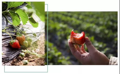 e联车服 智慧生活 免门票鲅鱼圈草莓采摘20元