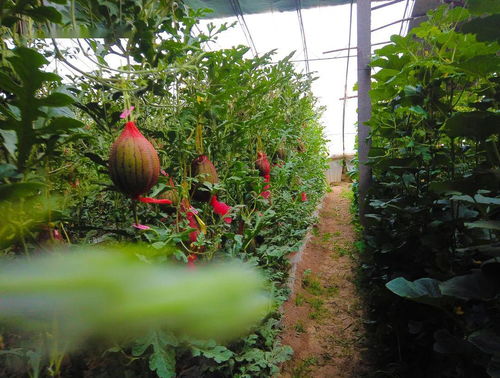 酵素西红柿 特色草莓...肥乡三大精品采摘园 两位党委书记代言 等你来