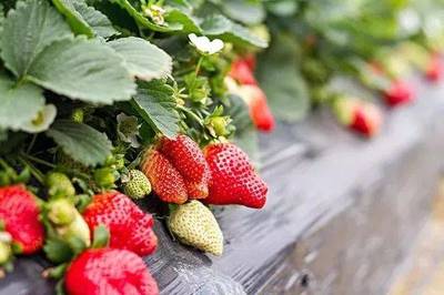 5月最新水果采摘地图出炉!徐州竟然有这么多水果可以摘!