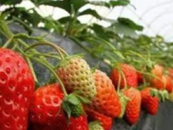 图 重庆美丰草莓采摘园欢迎你 重庆户外