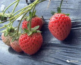 台前县27岁小伙办起草莓 火龙果旅游采摘园,让30多名村民的日子 火 了起来