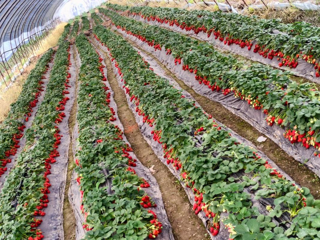 草莓 #草莓采摘园