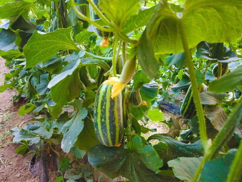 酵素西红柿 特色草莓...肥乡三大精品采摘园 两位党委书记代言 等你来