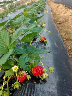 【宝安·亲子采摘】草莓季来了~ 29.9元抢1大1小法兰地草莓采摘亲子门票!