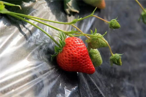 吃草莓,跟 星 走 星 草莓养成记