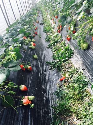 恒绿农产品草莓采摘园