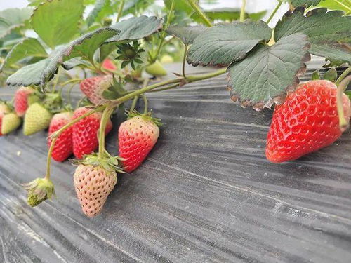 农业农村部推介 宝山这条冬日农趣精品景点线路快走起