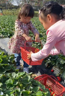 摘草莓的乐趣与技巧