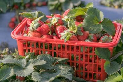 郑州西禾草莓采摘园正式开园，邀您共享田园采摘乐趣