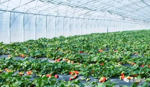 甜蜜冬季，嘉定草莓采摘地图赶紧收藏一下