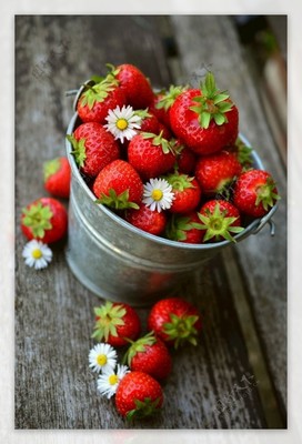 草莓采摘园的乐趣与体验