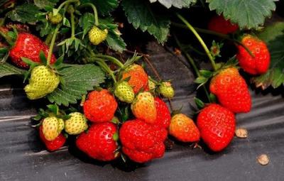 上海郊县草莓采摘地图