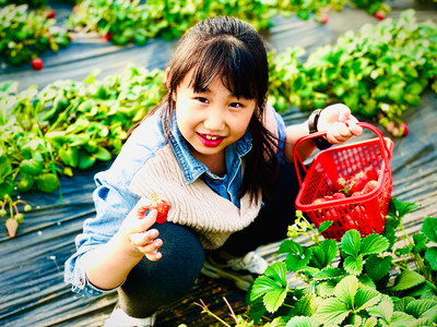 城市孩子的田园乐趣——草莓采摘半日欢