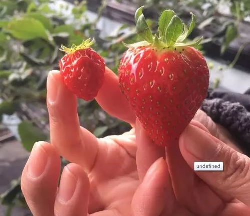 邀您一起走进国家级农业示范园，体验草莓采摘乐