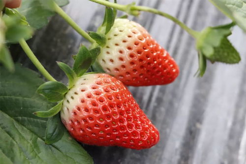 嘉定华亭草莓采摘指南，甜蜜周末约起来！