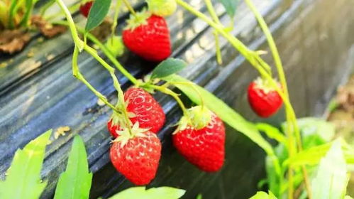 共享莓好时光 迎接草莓季，带娃畅享采摘乐趣