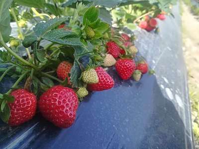 福建有机牛奶草莓采摘园 亲子互动与甜蜜体验