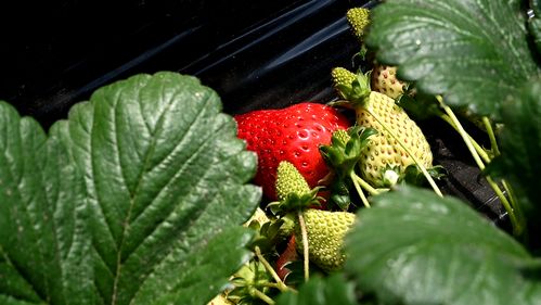 沙地生金果 金凤区良田镇草莓产业带动百姓家门口就业增收