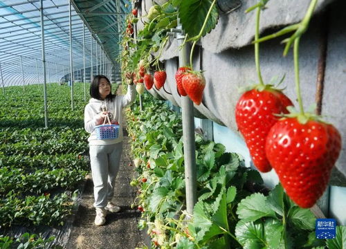 昌黎草莓飘香采摘忙，甜蜜产业富农增收