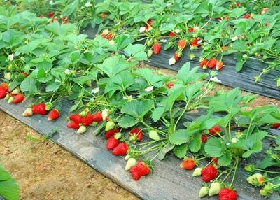 草莓红了，西安上好的10家草莓采摘园推荐