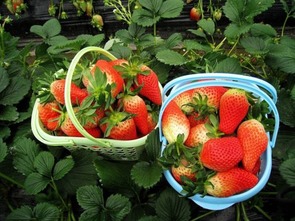 清明踏青正当时 莱山登山赏花全攻略，邂逅春日莓好时光