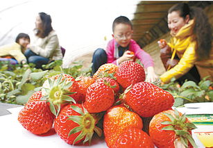 衢州冬日里的酸甜 浙江草莓采摘，一场舌尖与田园的邂逅