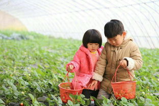 宁海草莓采摘地图新鲜出炉，美味与乐趣同行，赶紧约起吧！