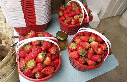 中梁镇草莓、豆芽等农产品滞销，诚邀您伸出援手，共渡难关