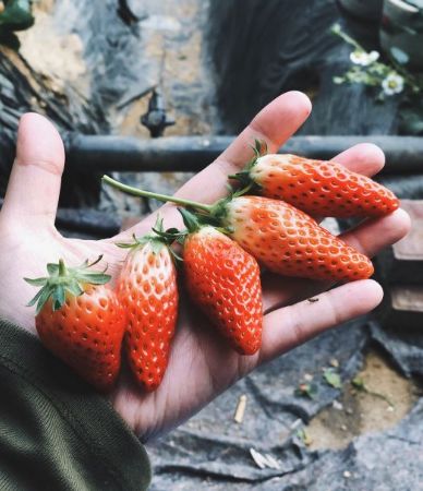 宅在家就能吃到新鲜草莓！这几家送货上门的草莓采摘园收好啦