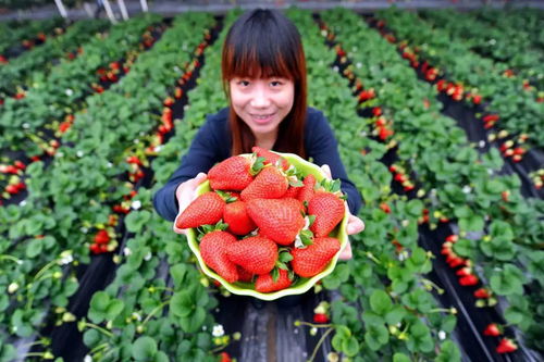 特价畅玩两日 寻幽探芳从化行，乐享田园慢生活